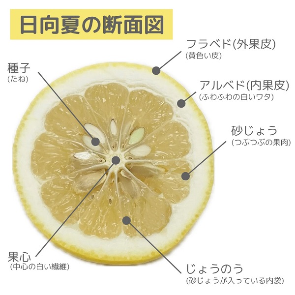 日向夏の断面図