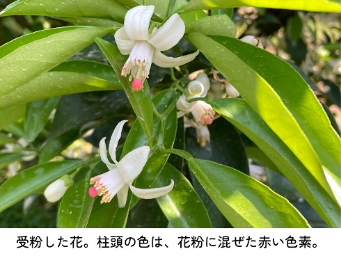 受粉した花。柱頭の色は、花粉に混ぜた赤い色素。