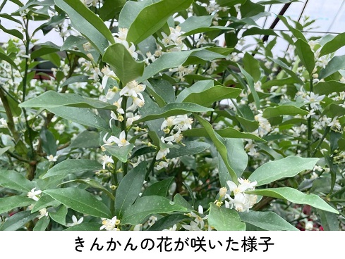 きんかんの花が咲いた様子