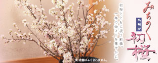 みちのく初桜