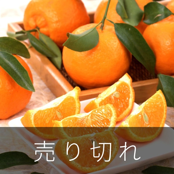 木熟ポンカン　1月中旬発送開始