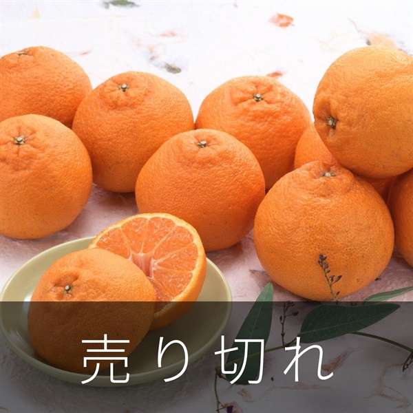 木熟デコポン　2月中旬発送開始