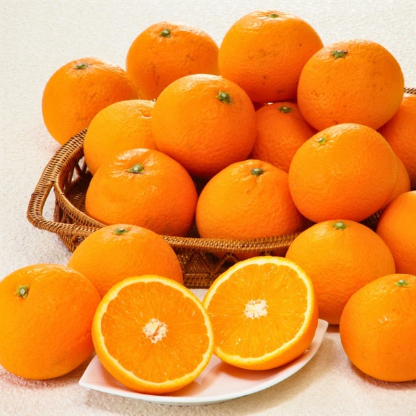 木熟清見オレンジ　3月中旬発送開始