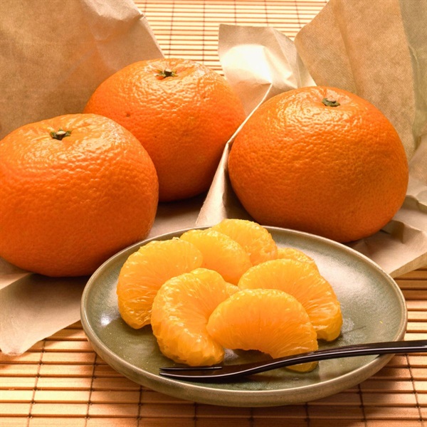 愛媛の伊予柑　1月中旬発送開始