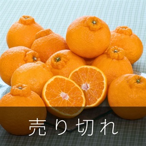 愛媛のデコポン　3月上旬発送開始