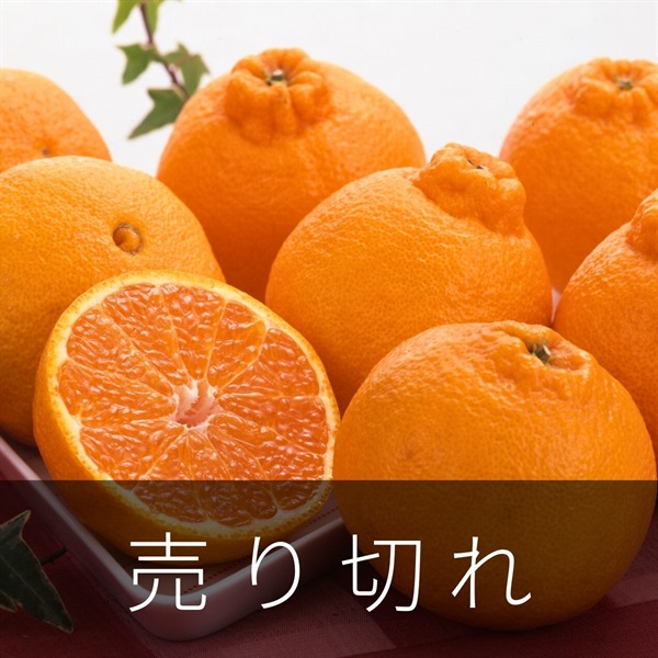 大西海のデコポン　2月中旬発送開始