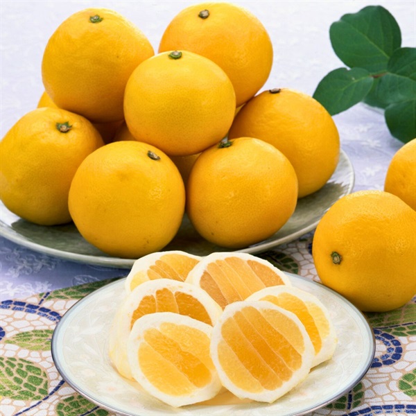 日向夏　2月中旬発送開始