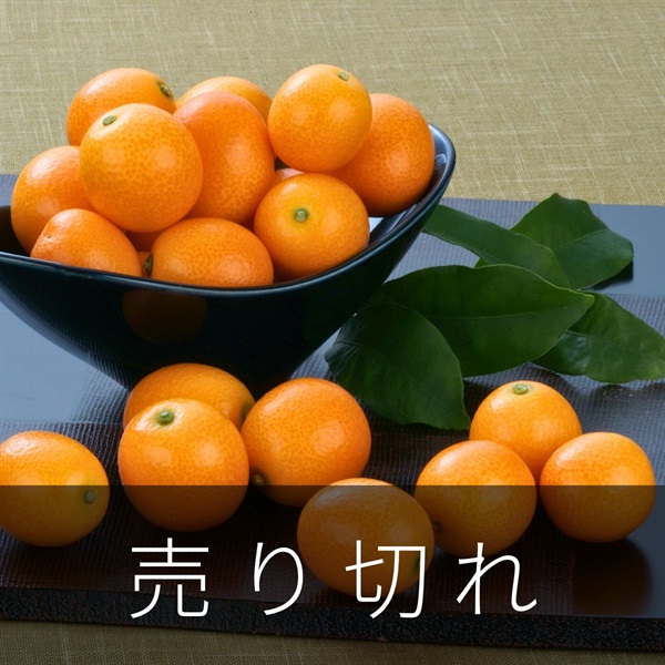 完熟きんかん「たまたま エクセレント」　1月下旬発送開始