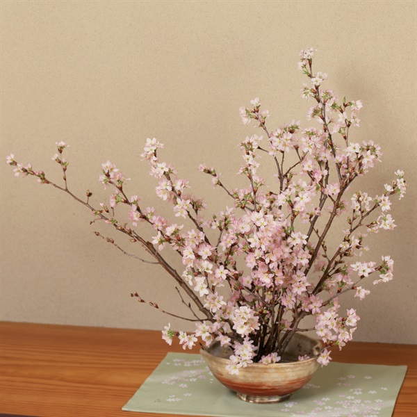 みちのく初桜®（啓翁桜） 約70cm×5本