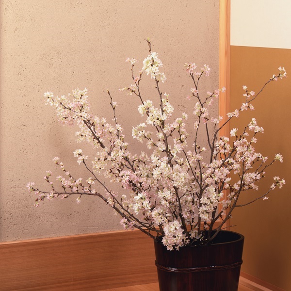 みちのく初桜（啓翁桜）80cm×7本