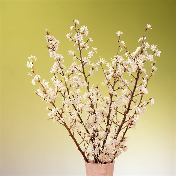 みちのく初桜（啓翁桜）120cm×10本(みちのく初桜®大10本（のしなし）)