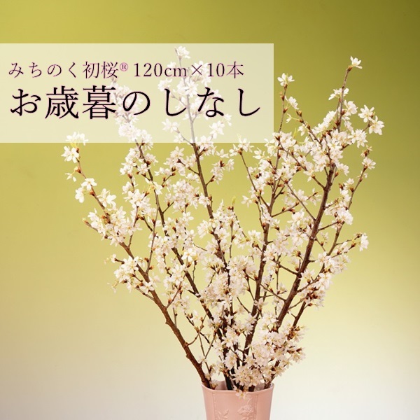 みちのく初桜®（啓翁桜）120cm×10本(みちのく初桜®大10本（のしなし）)