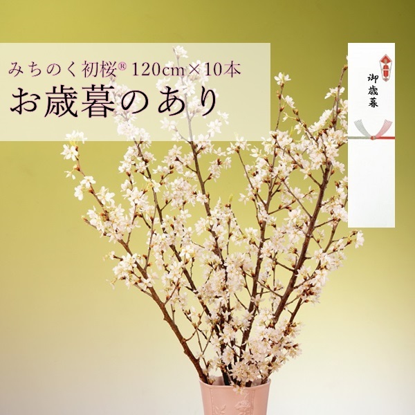 みちのく初桜®（啓翁桜）120cm×10本(みちのく初桜®大10本（のしあり）)