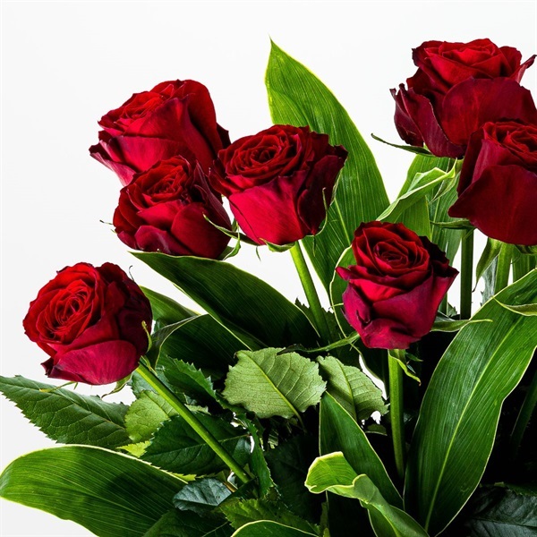 【9月下旬届け】バラ・ドラセナ