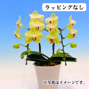 ミディ胡蝶蘭　イエロー系（ラッピングなし）