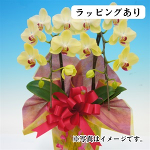 ミディ胡蝶蘭　イエロー系（ラッピングあり）