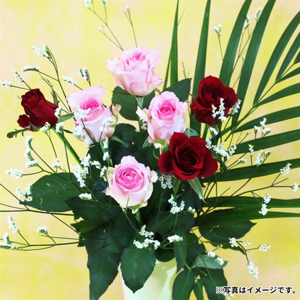 【12月上旬届け】バラ・ハイブリッドスターチス・アレカヤシ