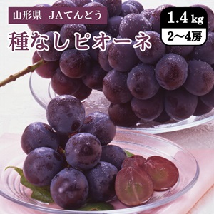 種なしピオーネ　9月中旬発送開始