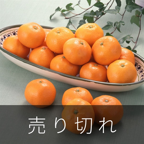 とぴあみかん（青島みかん）4.5kg　1月中旬発送開始