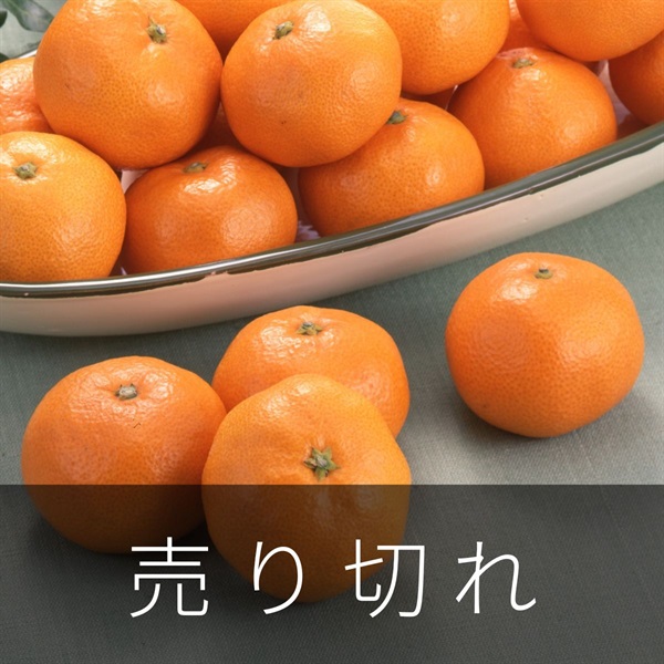 天下糖一（青島みかん）4.5kg　1月下旬発送開始