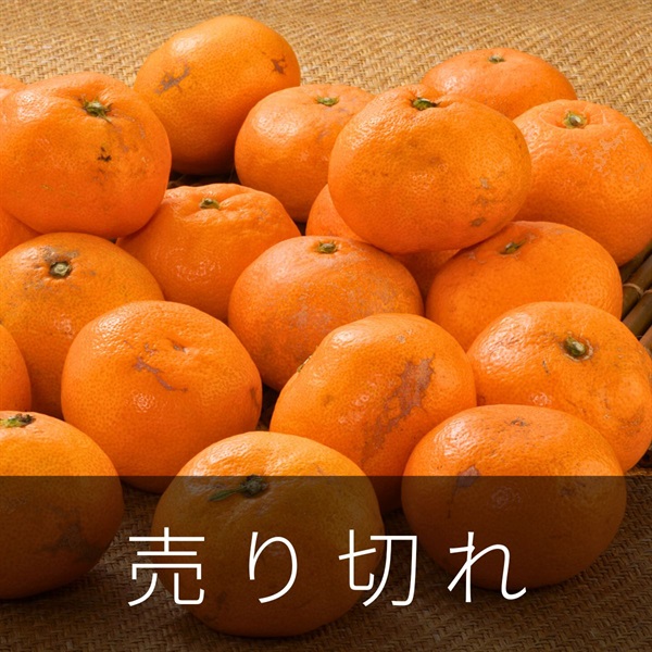 天下御免（青島みかん）4.5kg　1月下旬発送開始