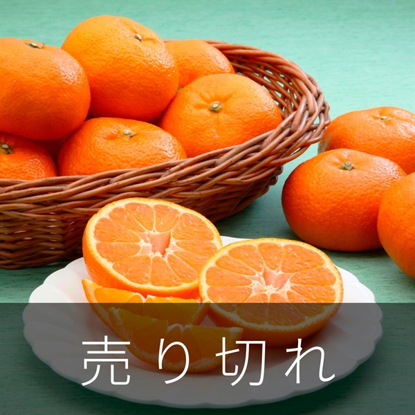 三ヶ日みかん　1月中旬発送開始