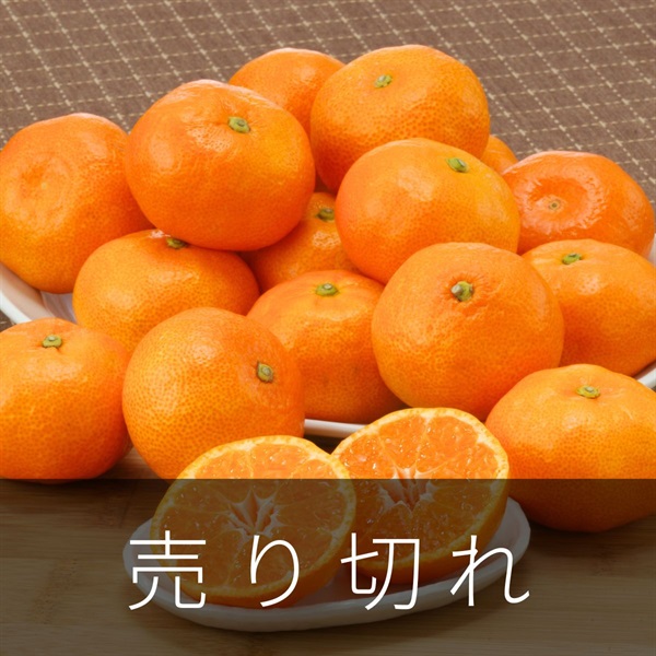 ハウスみかん2.4kg　6月下旬発送開始