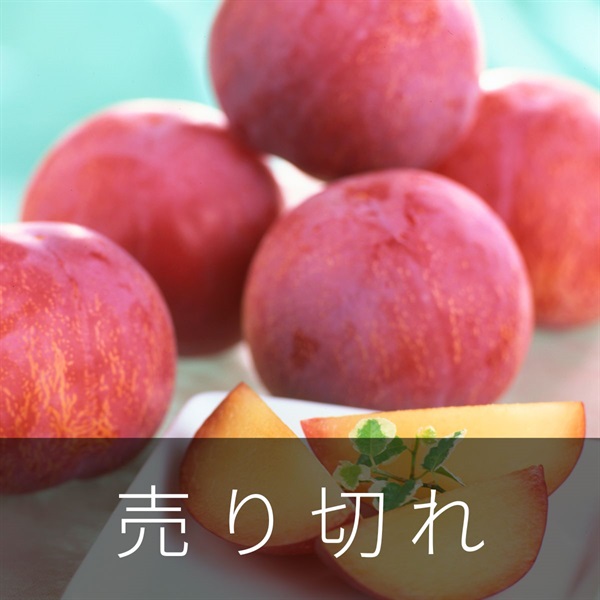貴陽（プラム）　7月中旬発送開始