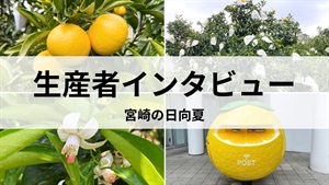 宮崎の日向夏・生産者インタビュー