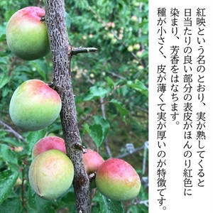 青梅 紅映（べにさし） | 全農食品オンラインショップ