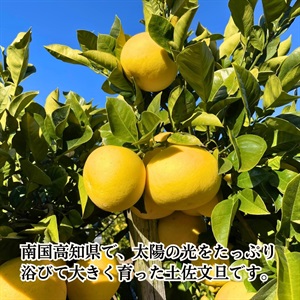 土佐文旦 2月中旬発送開始 | 全農食品オンラインショップ