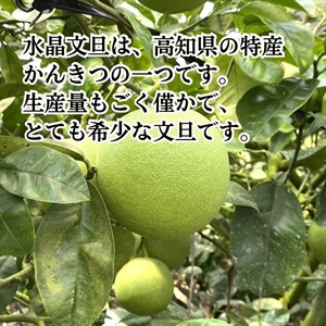 文旦　水晶文旦　みかん　好きに　　39 水晶文旦 9月下旬発送開始 | 全農食品オンラインショップ