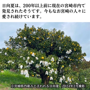 日向夏 2月中旬発送開始 | 全農食品オンラインショップ