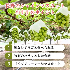 長野のシャインマスカット/900g 10月上旬発送開始 | 全農食品