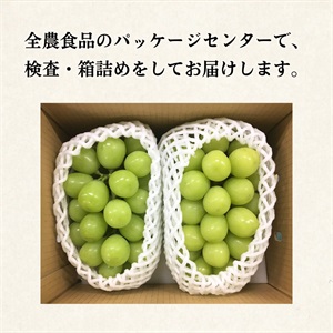 シャインマスカット　長野県産　４.65キロ 長野県 長野市産 シャインマスカット1kg(1～3房)【2026年9月下旬頃