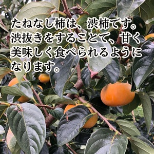 中型の柿の木（実付き） 中型の柿の木（実付き） 楽天市場】果樹苗 柿 [最勝 (さいしょう