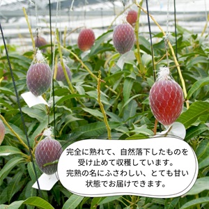 摘果マンゴー6キロ 摘果マンゴー6.5kg 果物
