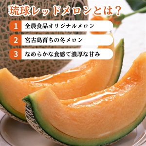 ふるさと納税 メロン メロン赤肉 沖縄県 宮古島市 琉球マルシェ 毎年大好評 沖縄・宮古島 冬メロン（特大１玉）贈答用 冬のギフト ふるさと納税8farm宮古島産てぃだメロン1玉（2kg