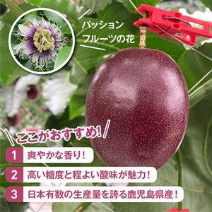 訳ありパッションフルーツ6.5キロ 奄美大島訳ありパッションフルーツ5kg/家庭用/ぱっしょんふ