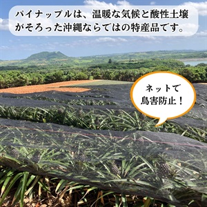ピーチパイン 4月中旬発送開始 | 全農食品オンラインショップ