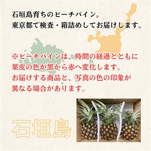 ピーチパイン 4月中旬発送開始 | 全農食品オンラインショップ
