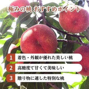福島の家庭用もも グエンさん専用 桃名人厳選 桃【ご家庭用 訳あり商品】白桃約3kg(8-12玉