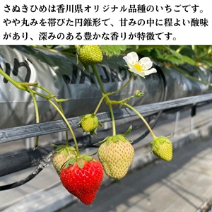 特価 さぬきひめ 約4kg 香川県オリジナル品種！さぬき姫いちご4パック | 香川県坂出市